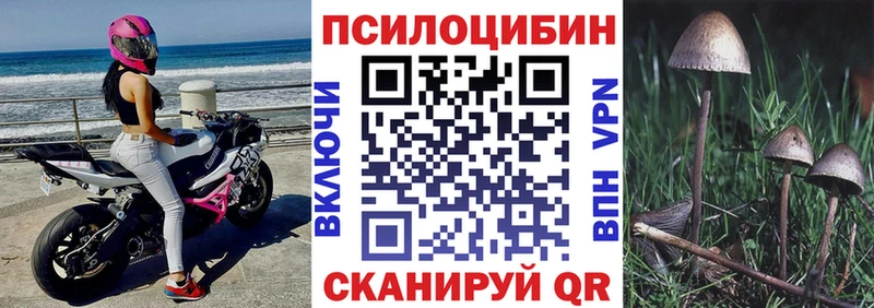 сколько стоит  Пошехонье  Галлюциногенные грибы Cubensis 